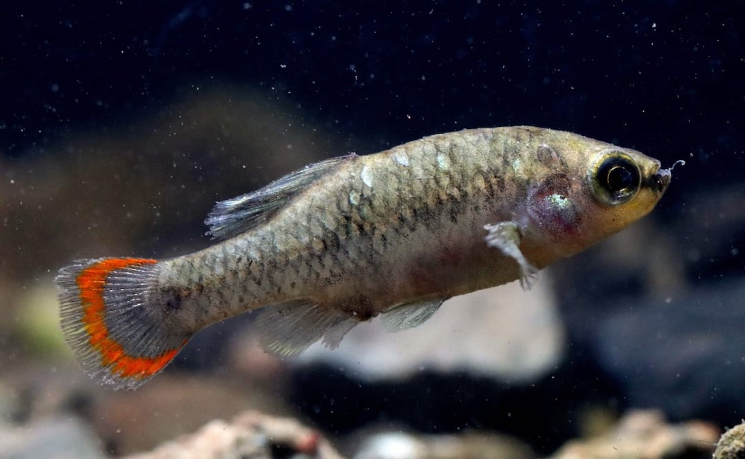 Foto: Ulises Ruíz / AFP