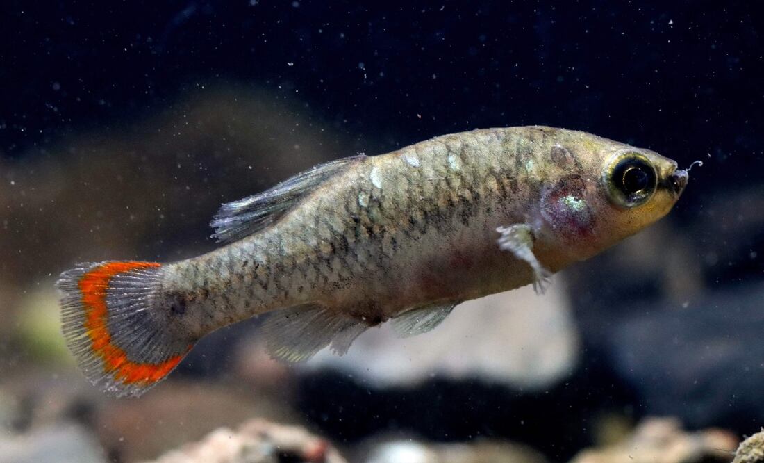 Foto: Ulises Ruíz / AFP