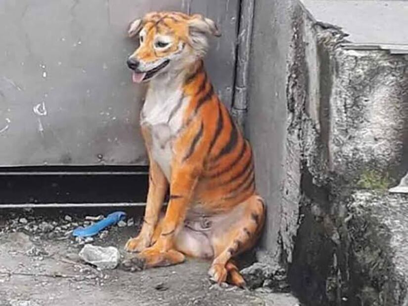 MEMES de Tigres por eliminación en Concachampions