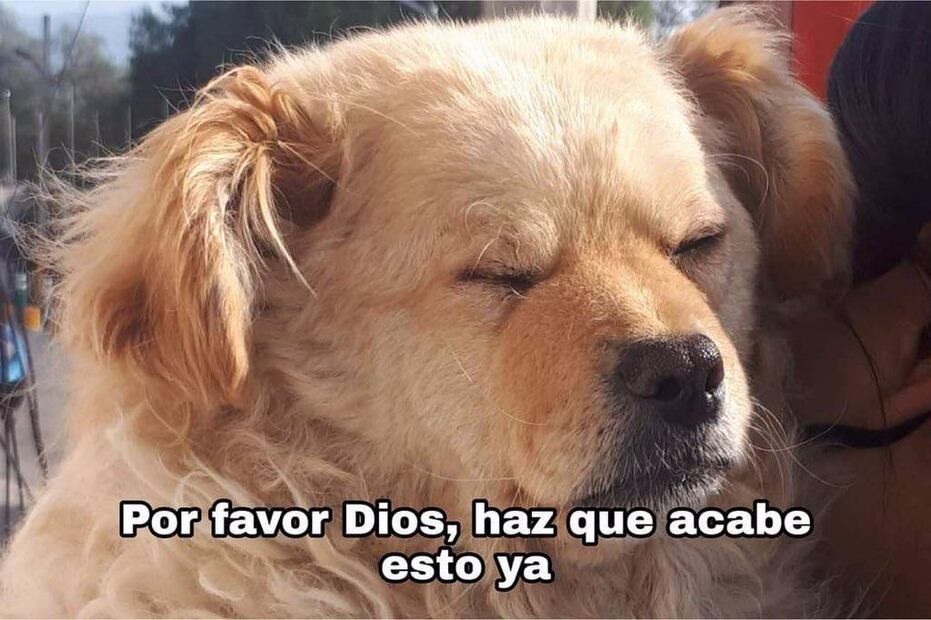 Checo Pérez Memes