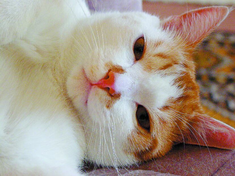 Día Mundial del Gato: Celebremos la magia de tener a un felino en nuestro hogar