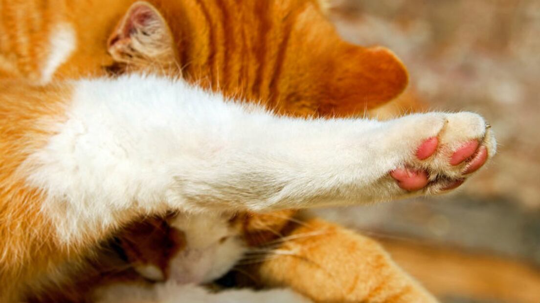 Gatos: 10 inesperados datos sobre las patitas de tu minino