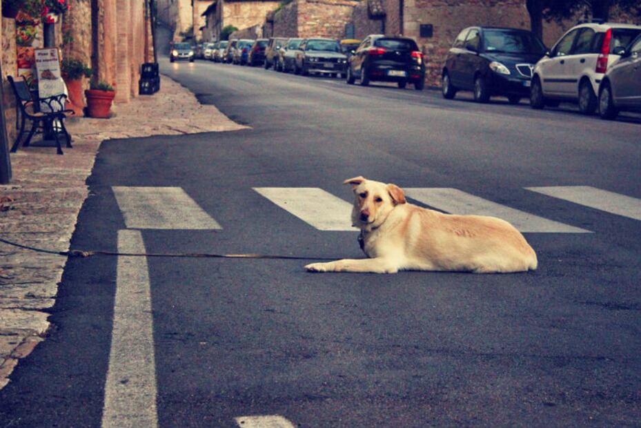 En Holanda ya no hay perros callejeros… ¡éste es su secreto!