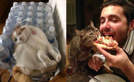 Más de 10 fotos de gatitos haciendo cosas muy extrañas