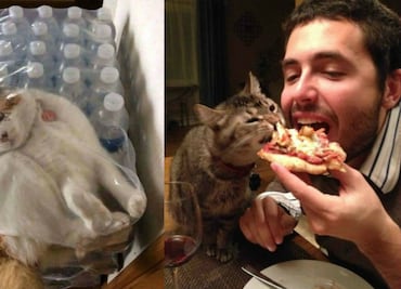 Más de 10 fotos de gatitos haciendo cosas muy extrañas