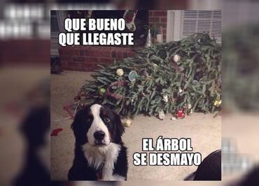 10 memes de perros que se volvieron clásicos