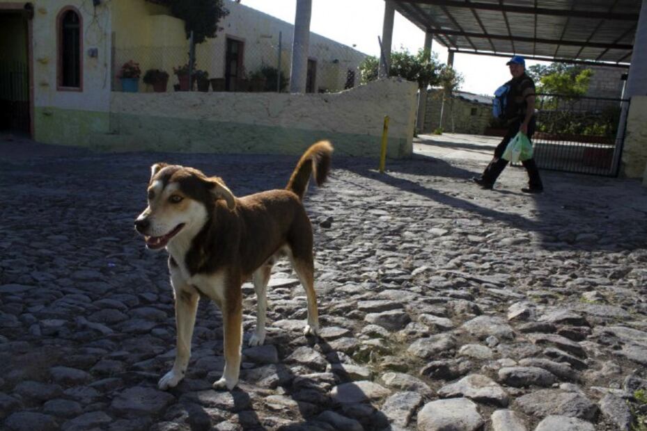 10 cosas que puedes hacer para ayudar a los perros