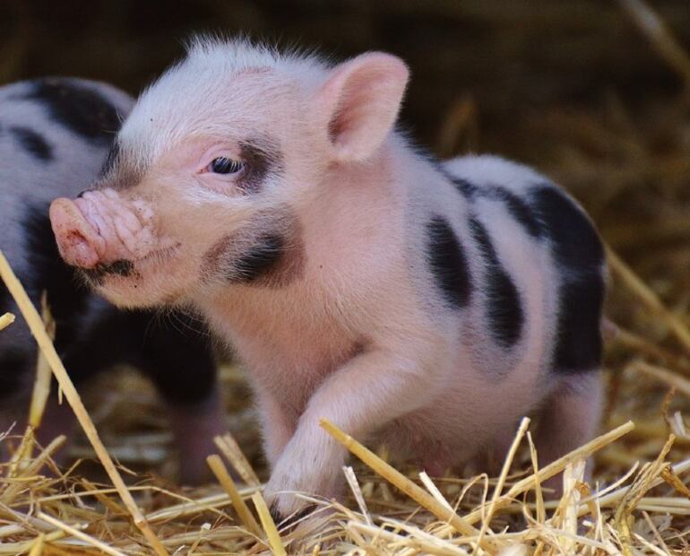 ¿Qué alimentos puede y no puede comer un mini pig?