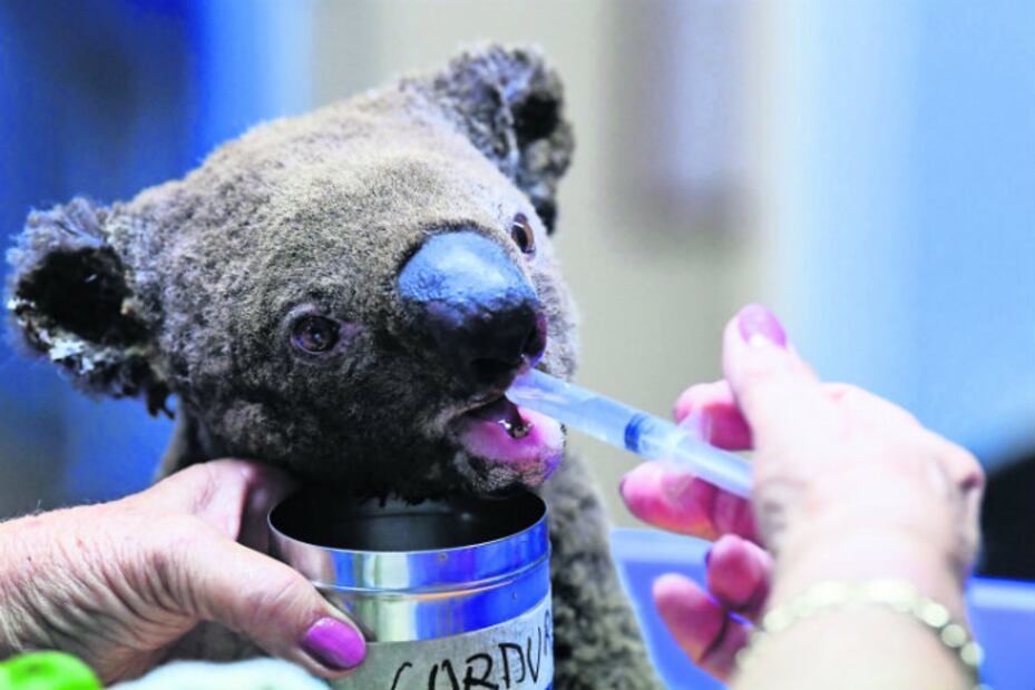 5 catástrofes animales que han ocurrido en este 2020