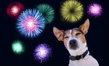 5 tips para ayudar a tu mascota a lidiar con los fuegos artificiales