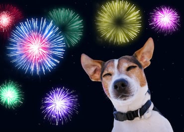 5 tips para ayudar a tu mascota a lidiar con los fuegos artificiales