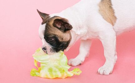 Sancionan a pareja por darle a sus perros una dieta vegetariana 