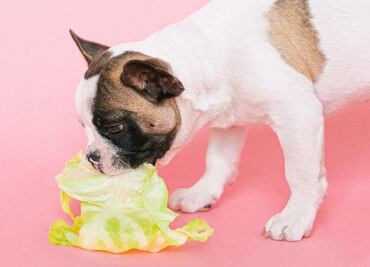 Sancionan a pareja por darle a sus perros una dieta vegetariana
