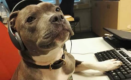 10 perritos “Godínez” que trabajan por sus croquetas
