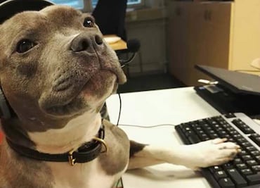 10 perritos “Godínez” que trabajan por sus croquetas