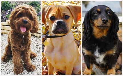 Las razas de perros “artificiales” con más problemas de salud