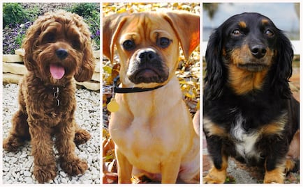 Las razas de perros “artificiales” con más problemas de salud