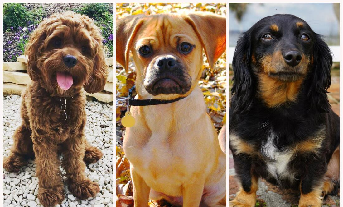 Fotos: Wikipedia Commons