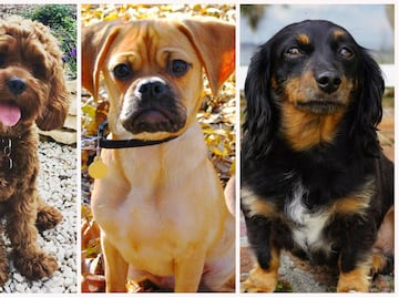 Las razas de perros “artificiales” con más problemas de salud