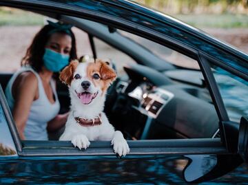 Esta es la multa que podrías pagar por llevar a tu mascota en el auto