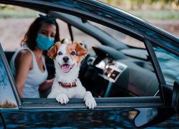 Esta es la multa que podrías pagar por llevar a tu mascota en el auto