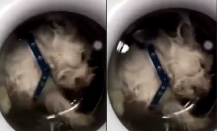 Metió a su perrito a la lavadora y lo presumió en redes sociales