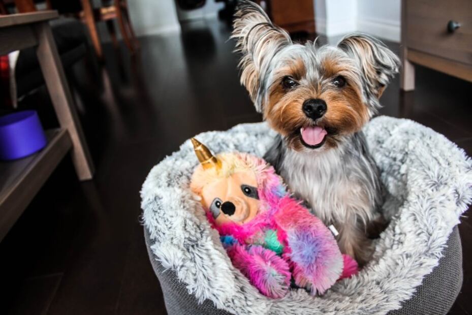 10 cosas que debes tener en casa cuando adoptes un cachorro