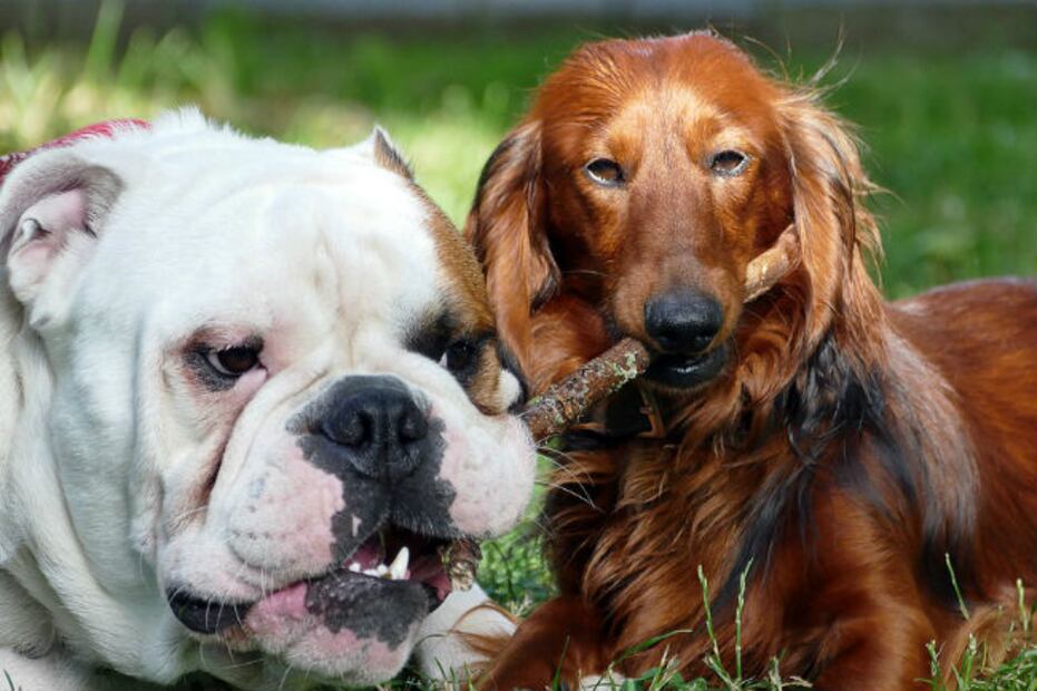 10 razones por las que los perros son nuestros ángeles