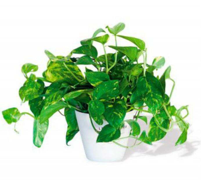 8 plantas que absorben el calor de tu casa