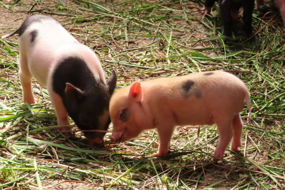 UNAM: ¿Por qué NO es recomendable tener un mini pig como mascota?