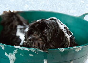 10 cosas que los perros hacen a la hora del baño