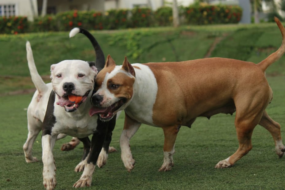 Estudio identifica a la raza de perros que muerde más a niños