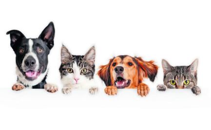 5 beneficios de convivir en casa con un perro o gato