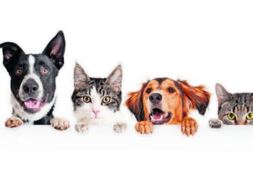 5 beneficios de convivir en casa con un perro o gato