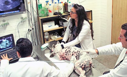 ¡Goya! La Facultad de Veterinaria de la UNAM entre las mejores del mundo