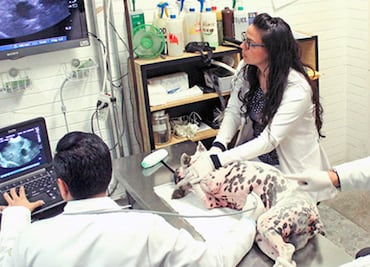 ¡Goya! La Facultad de Veterinaria de la UNAM entre las mejores del mundo