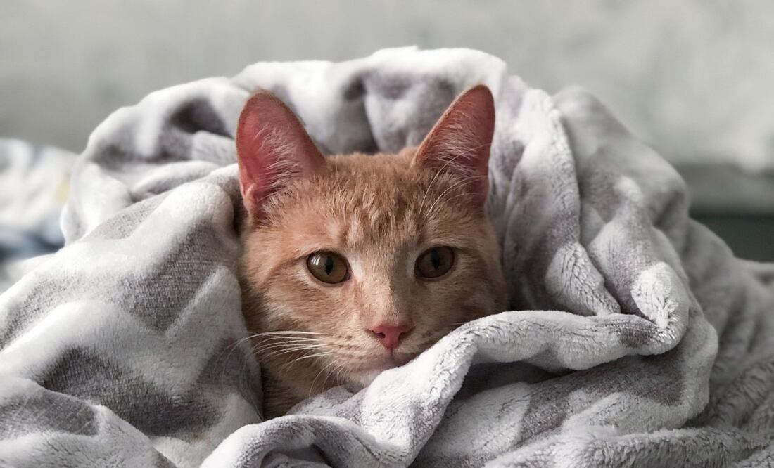 Foto: Tatiana  Аzatskaya en Pexels