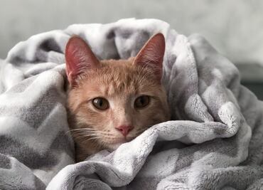 Las 10 razas de gato más populares