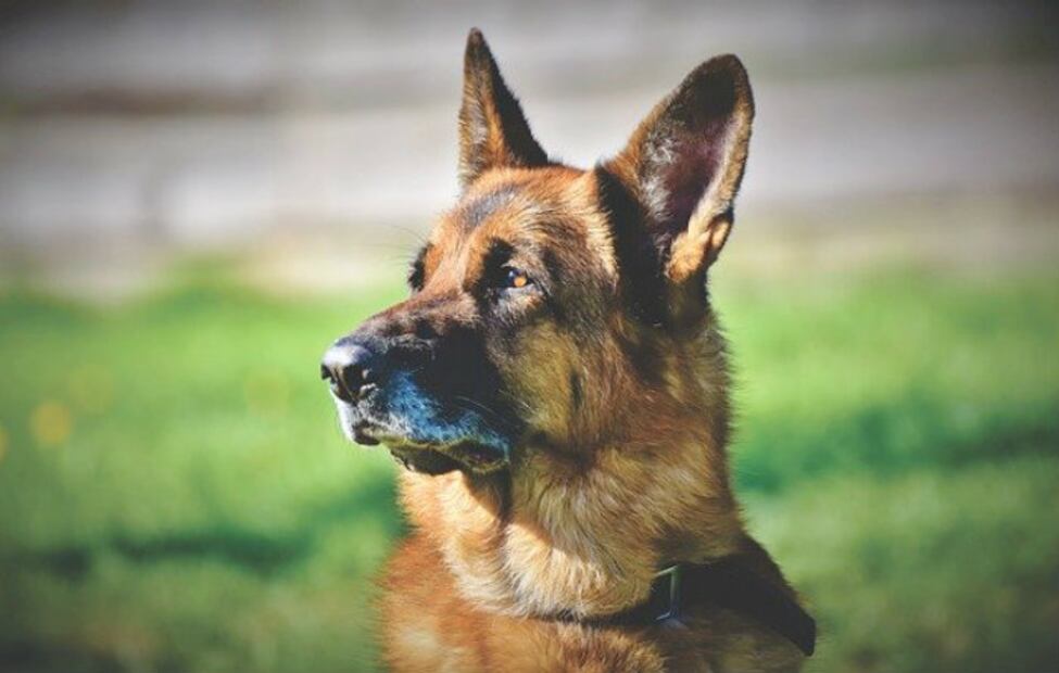 Se confirma segundo caso de un perro con Covid-19