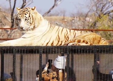 Mujer joven muere tras ser atacada por un tigre en un safari