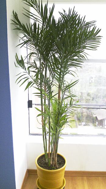 8 plantas que absorben el calor de tu casa