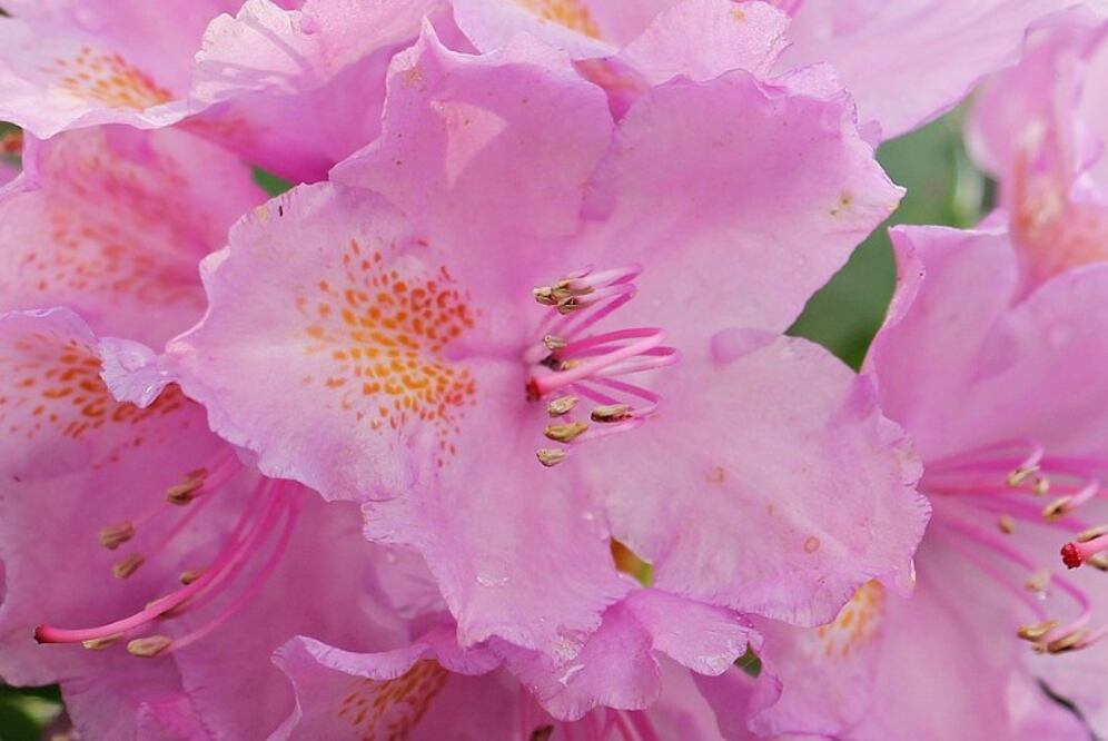 Esta planta muy popular en los jardines puede causar vómito, diarrea, baja presión, coma e incluso la muerte. (Foto: S. Hermann & F. Richter en Pixabay)