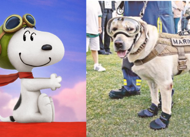 ¡Feliz Día del Perro! Los 10 perros más famosos de la historia