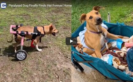 Perrita sin movilidad en las piernas, que sufrió crueldad, encuentra hogar