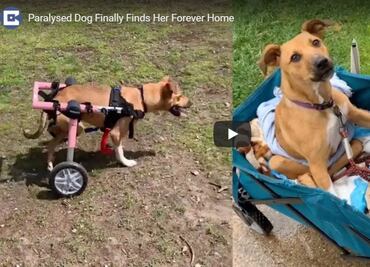 Perrita sin movilidad en las piernas, que sufrió crueldad, encuentra hogar