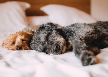 ¿Qué sueñan los perros y los gatos?