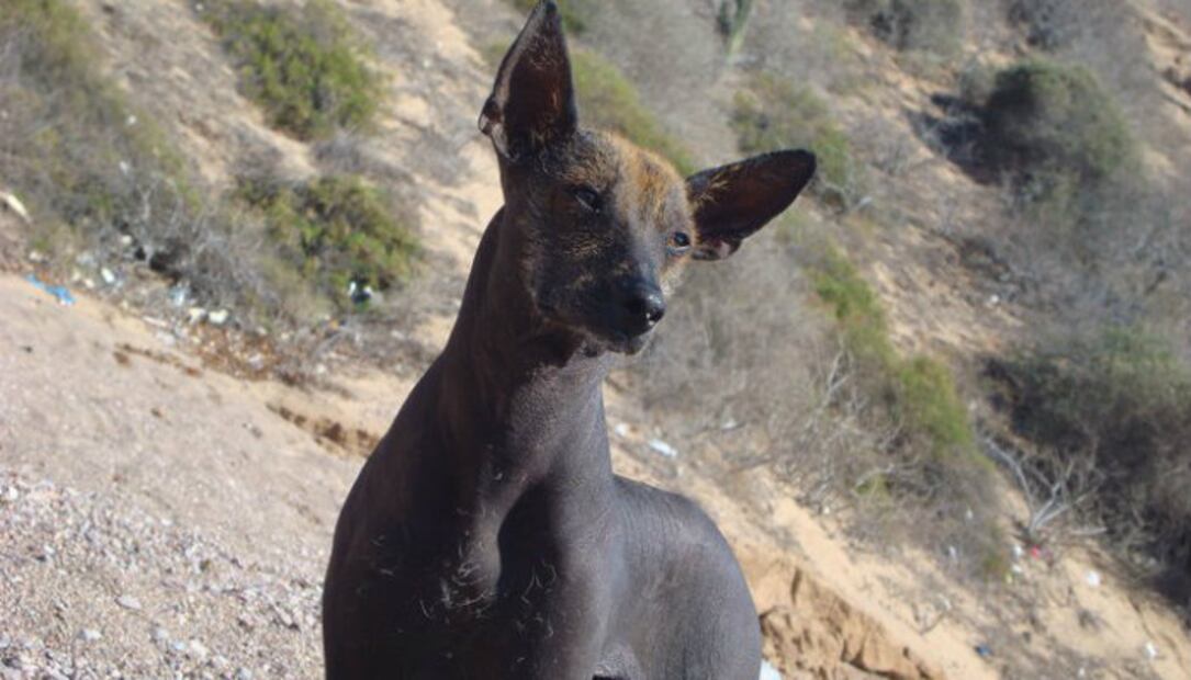 ¿Sabías que hay perros xoloitzcuintles con pelo?