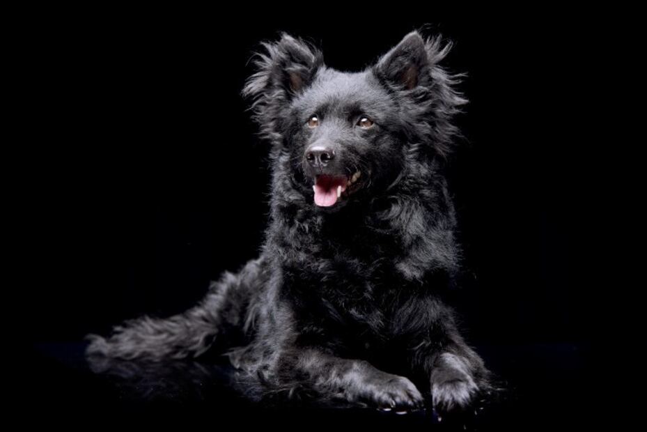 Estas son las dos nuevas razas de perro puras reconocidas por el AKC