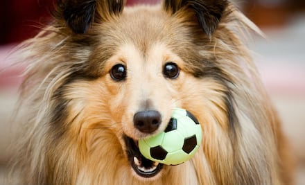 10 beneficios de jugar con tu perro