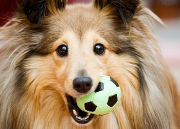 10 beneficios de jugar con tu perro